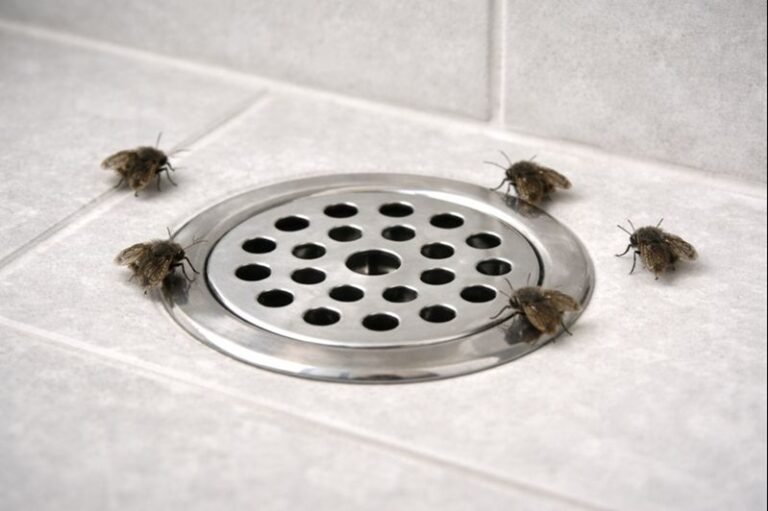 Drain Flies in Shower Drains: Causes, Signs, and Effective Solutions