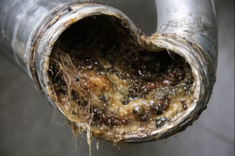What Causes Drain Flies in Homes? Common Reasons You Should Know